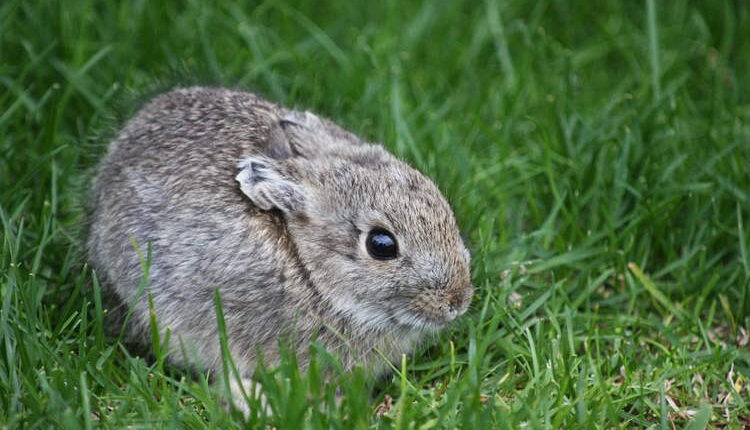 أصغر سلالة أرنب في العالم بحجم كف يدك