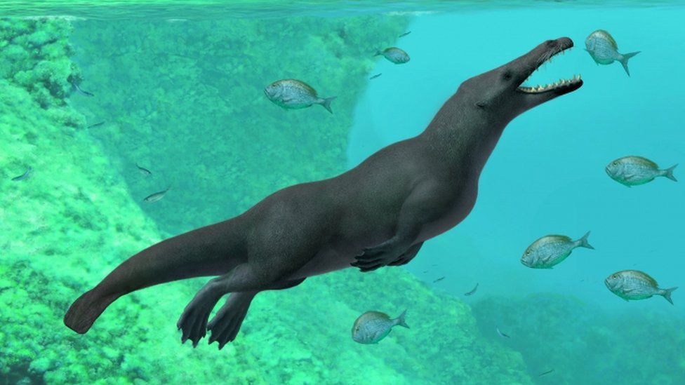 Phiomicetus anubis كان نوعًا جديدًا من الحيتان