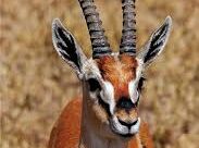 الغزال المصري.. أيقونة الجمال مهددة بالزوال