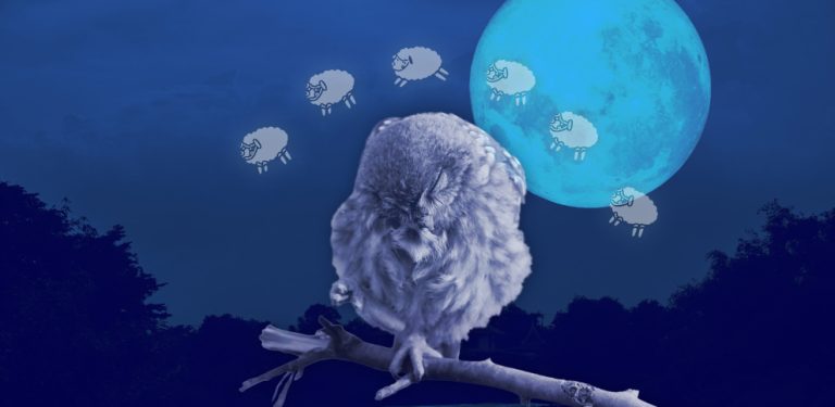 هل تحلم الطيور؟ تعرف على الإجابة